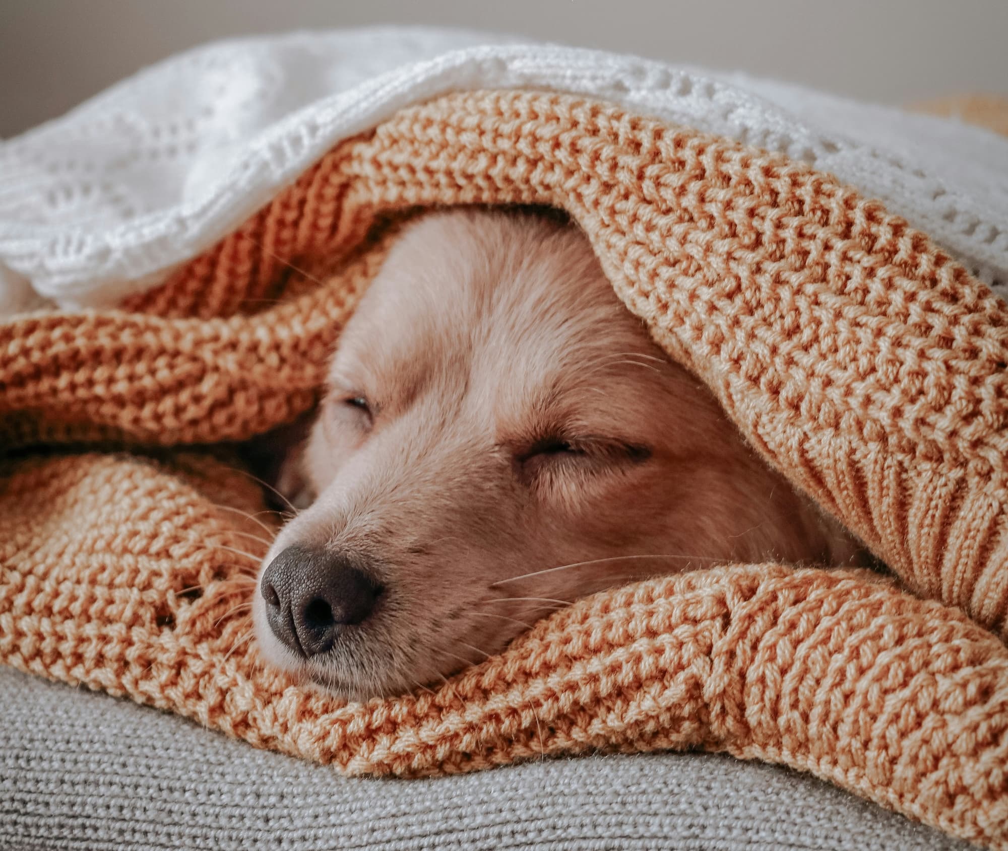 🐶 狗狗夢裡會夢見你嗎?揭秘狗狗睡覺時的大腦活動