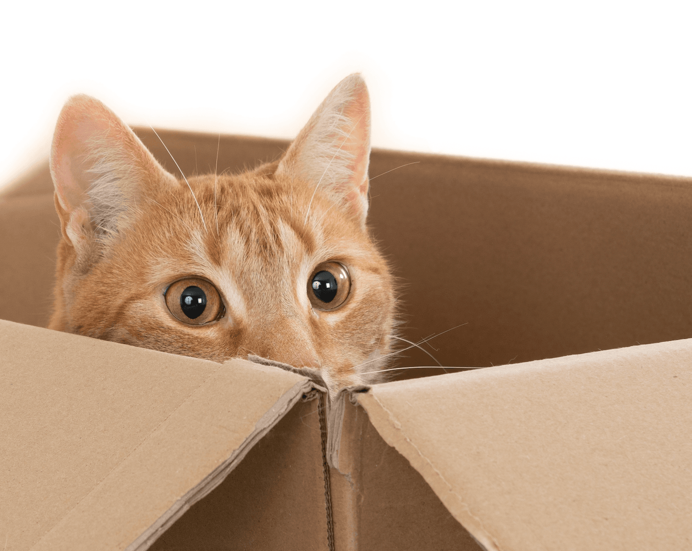 🐾 為什麼貓咪喜歡箱子?科學研究告訴你答案! | 貓狗百科大全 📖 | Doki 網誌 | Doki Pet App | 香港必備寵物App | 香港寵主寵物家長必備App | 一App搞掂毛孩衣食住行 | 香港一站式寵物服務預約及寵物用品購物App | 寵物美容 | 寵物寄養 | 寵物用品 | 寵物訓練 | 寵物保姆 | 寵物暫託 | 毛孩專屬服務